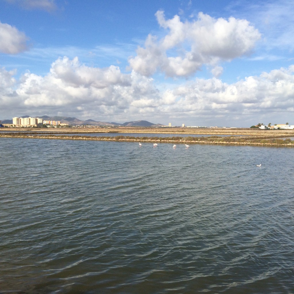 Flamingos in the Salinas